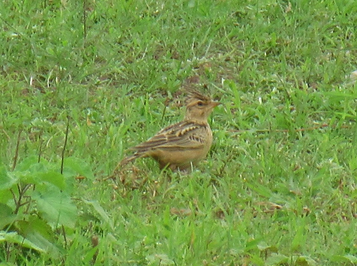 Tawny Lark - ML638979509