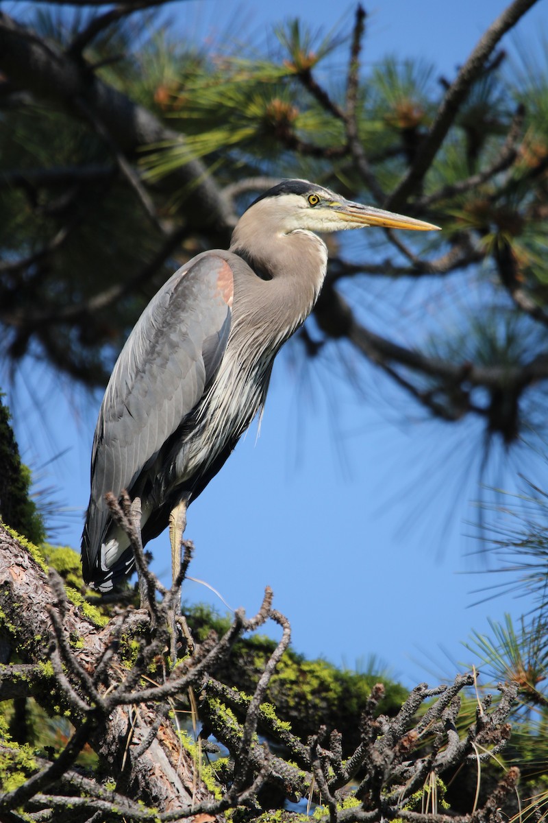 Great Blue Heron - ML638979521