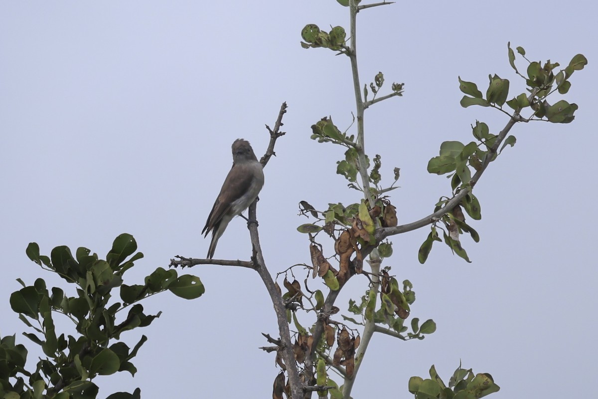 Brown-backed Honeybird - ML638979548