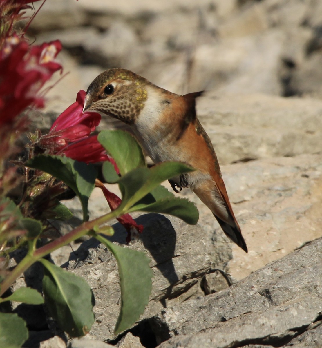 Rufous Hummingbird - ML638979551