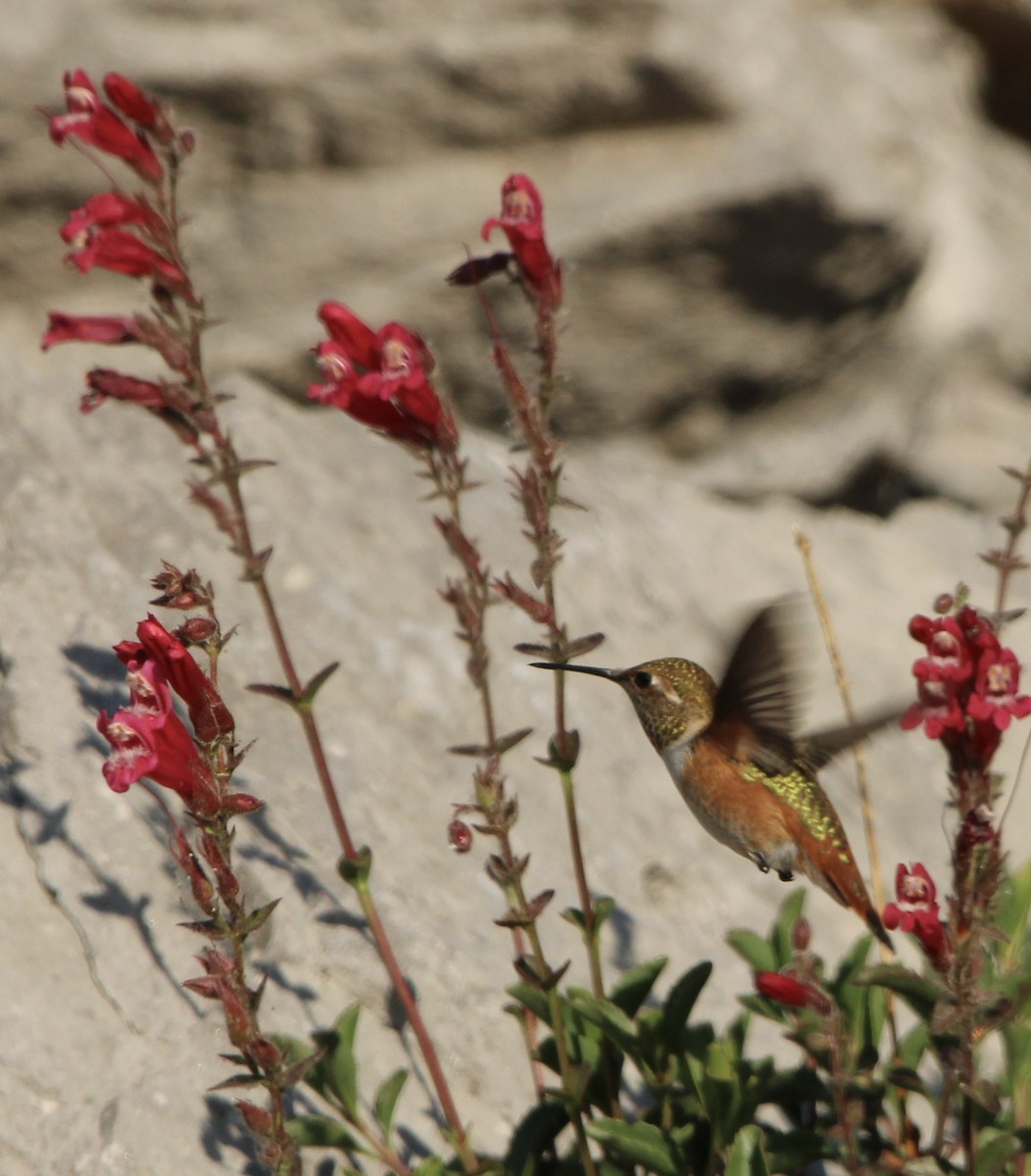 Rufous Hummingbird - ML638979552
