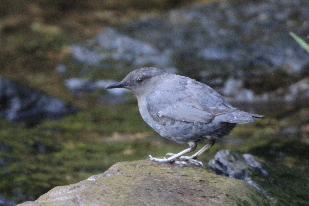 American Dipper - ML638979568