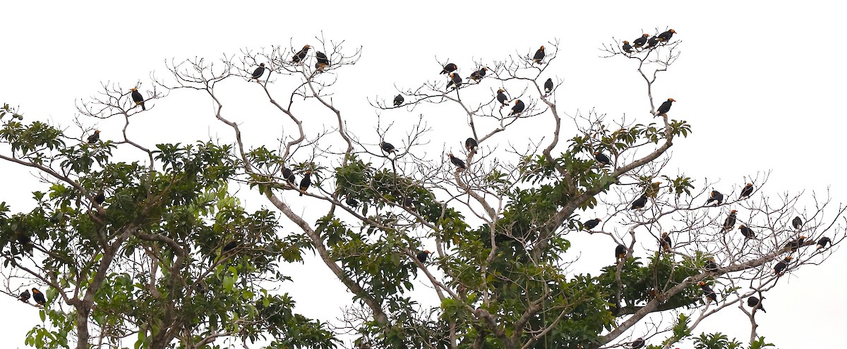 Yellow-faced Myna - ML638979599