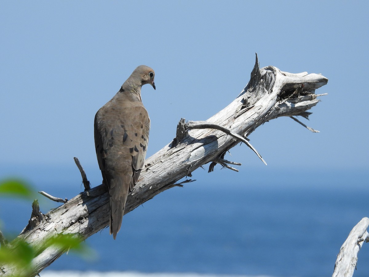 Mourning Dove - ML638979600