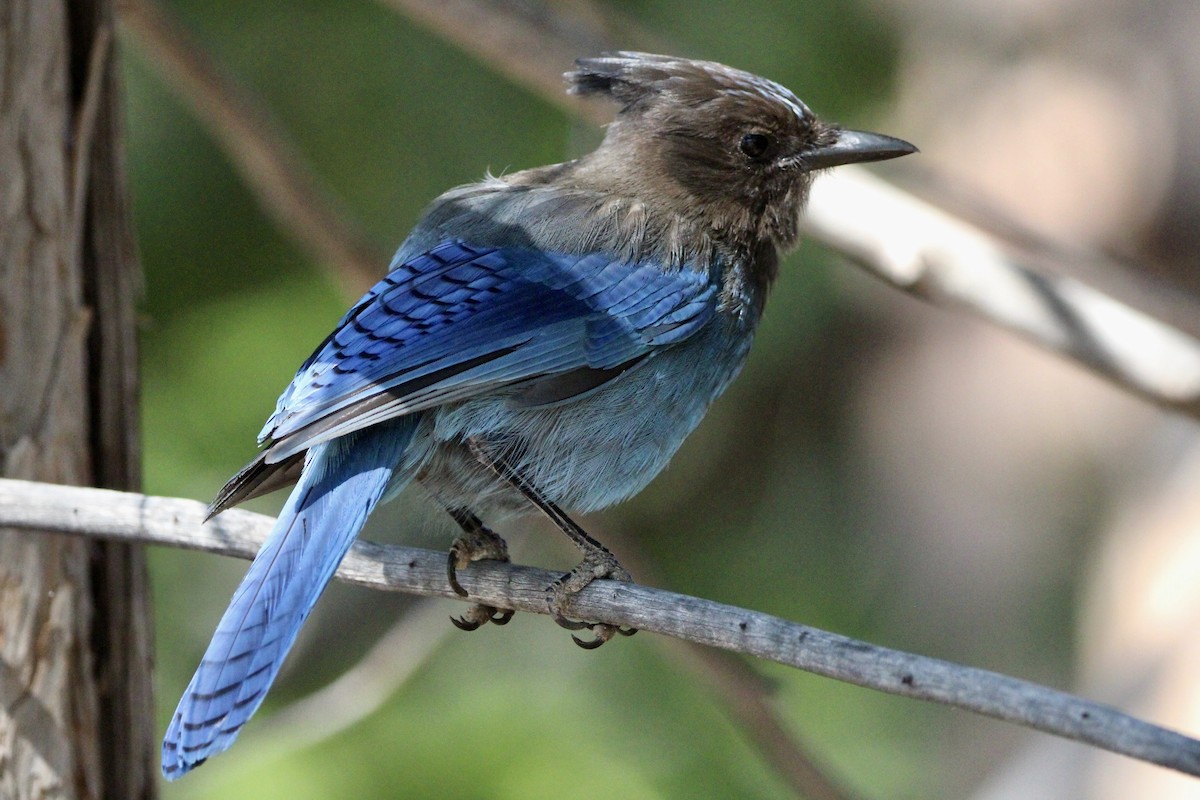 Steller's Jay - ML638979629
