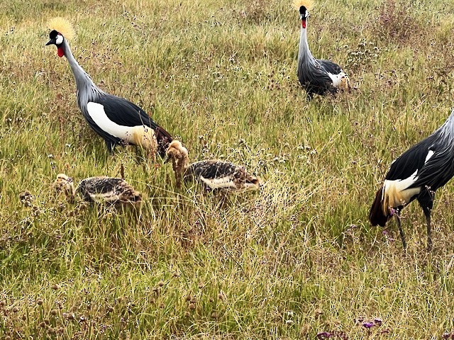 Gray Crowned-Crane - ML638979630