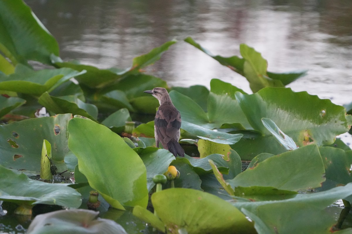 Boat-tailed Grackle - ML638979633