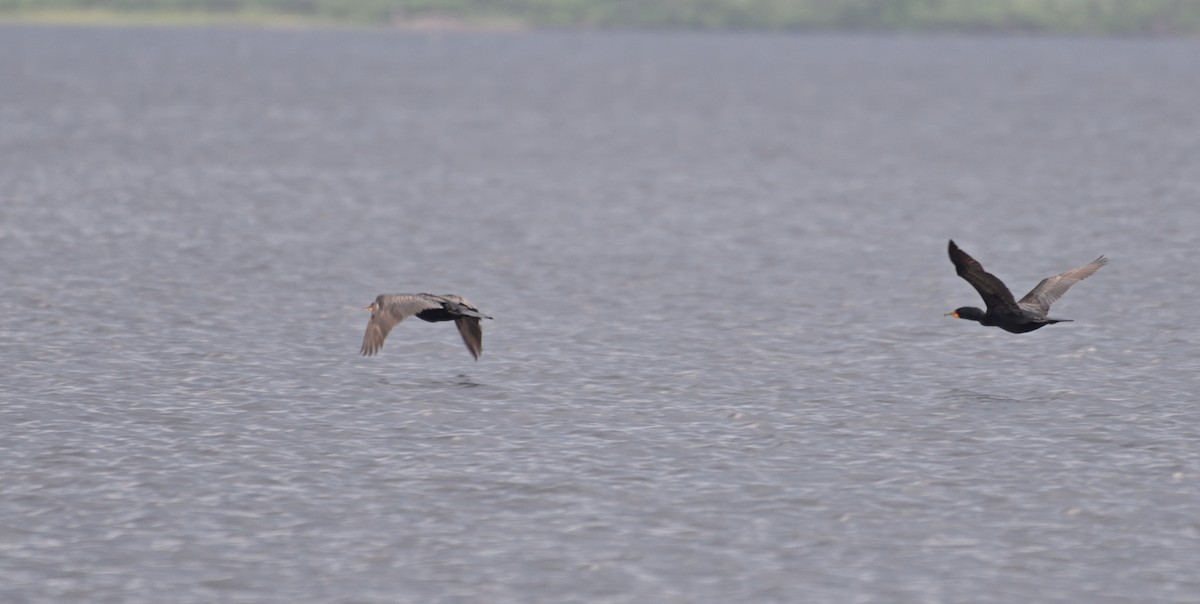 Cormoran à aigrettes - ML638979634