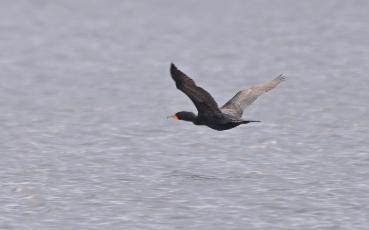 Cormoran à aigrettes - ML638979635