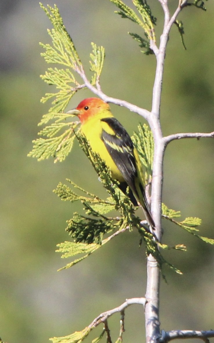 Western Tanager - ML638979648