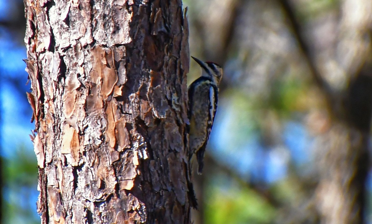 Yellow-bellied Sapsucker - ML638979651