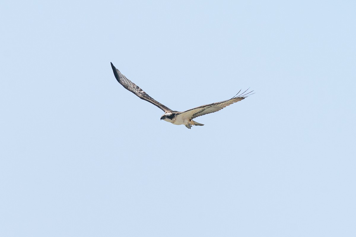 Osprey (Eurasian) - ML638979667