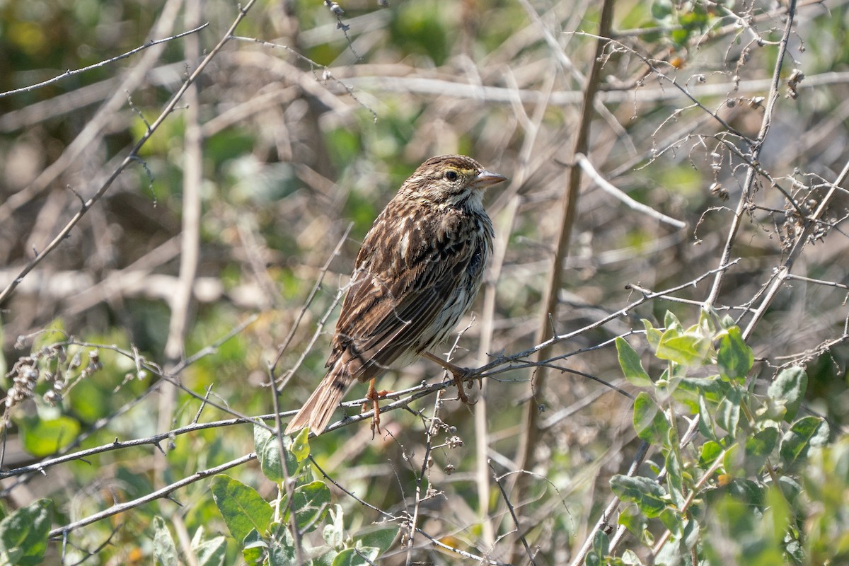 Savannah Sparrow - ML638979675