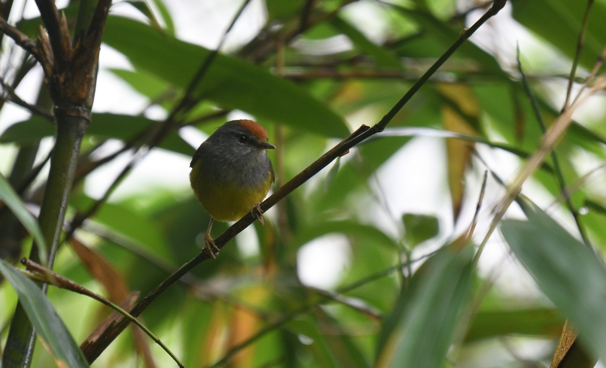 Broad-billed Warbler - ML638979680