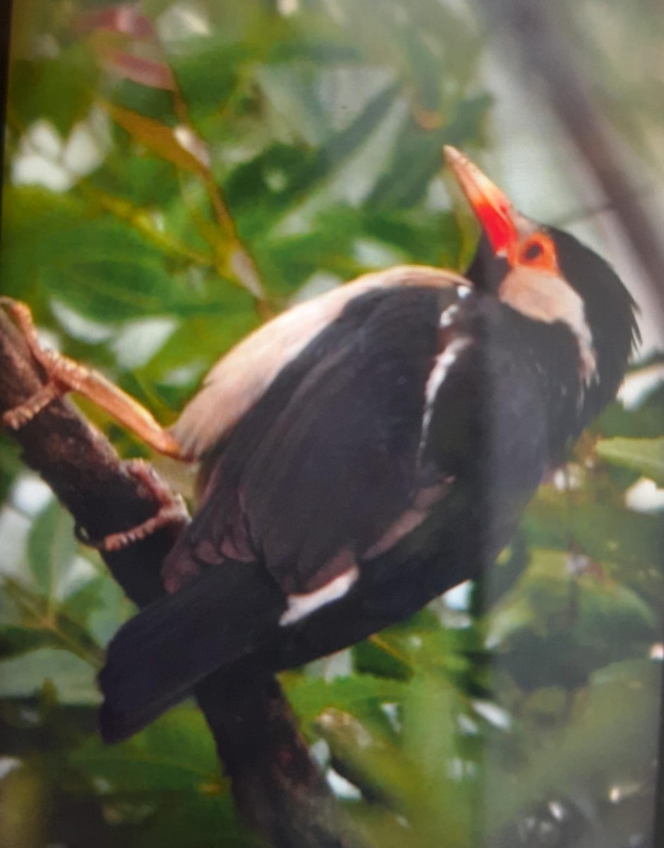 印度鵲椋鳥 - ML638979719