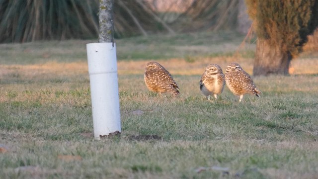 Burrowing Owl - ML638979734