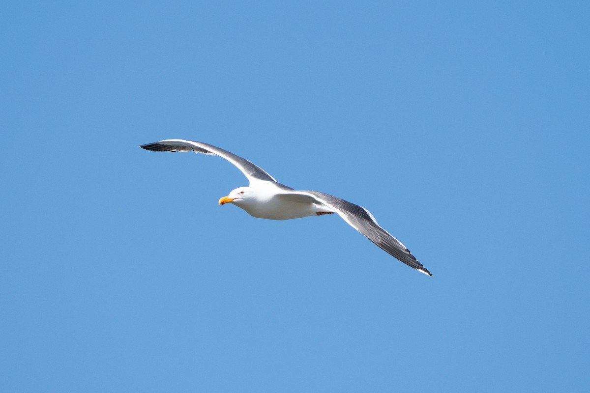 Western Gull - ML638979756