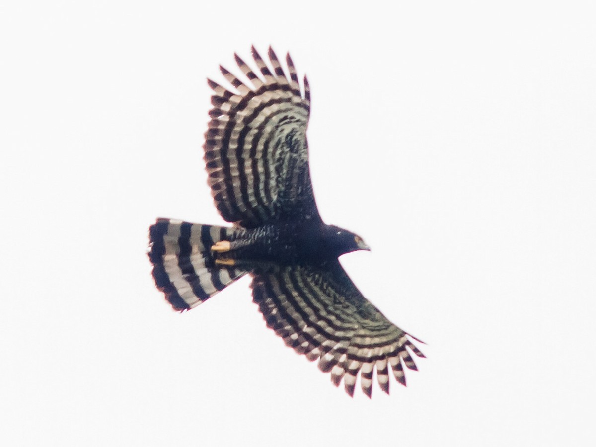 Tyrannenadler - ML638979791