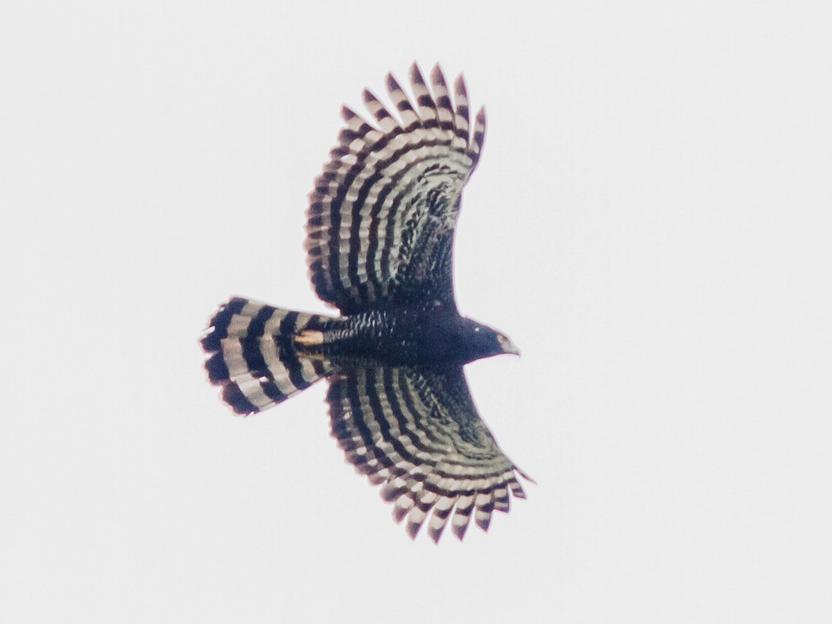 Tyrannenadler - ML638979792