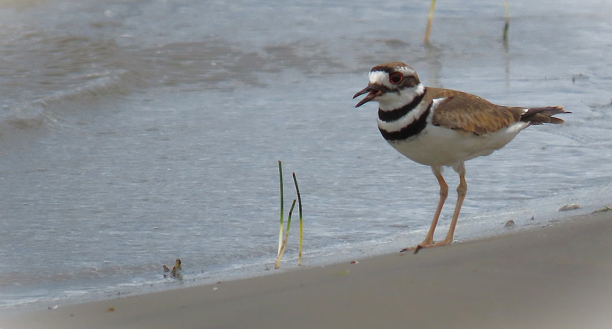 Killdeer - ML638979793