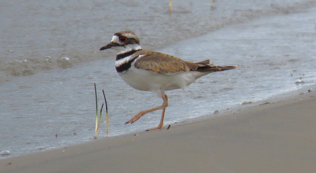 Killdeer - ML638979794