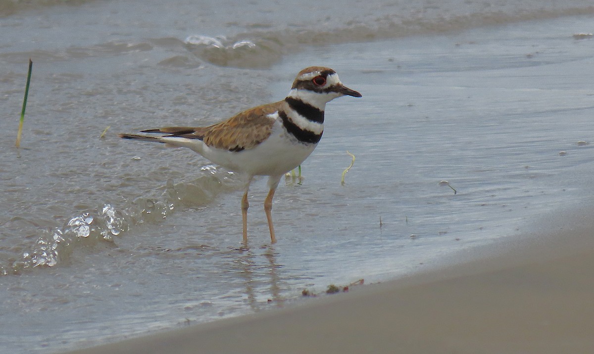 Killdeer - ML638979795