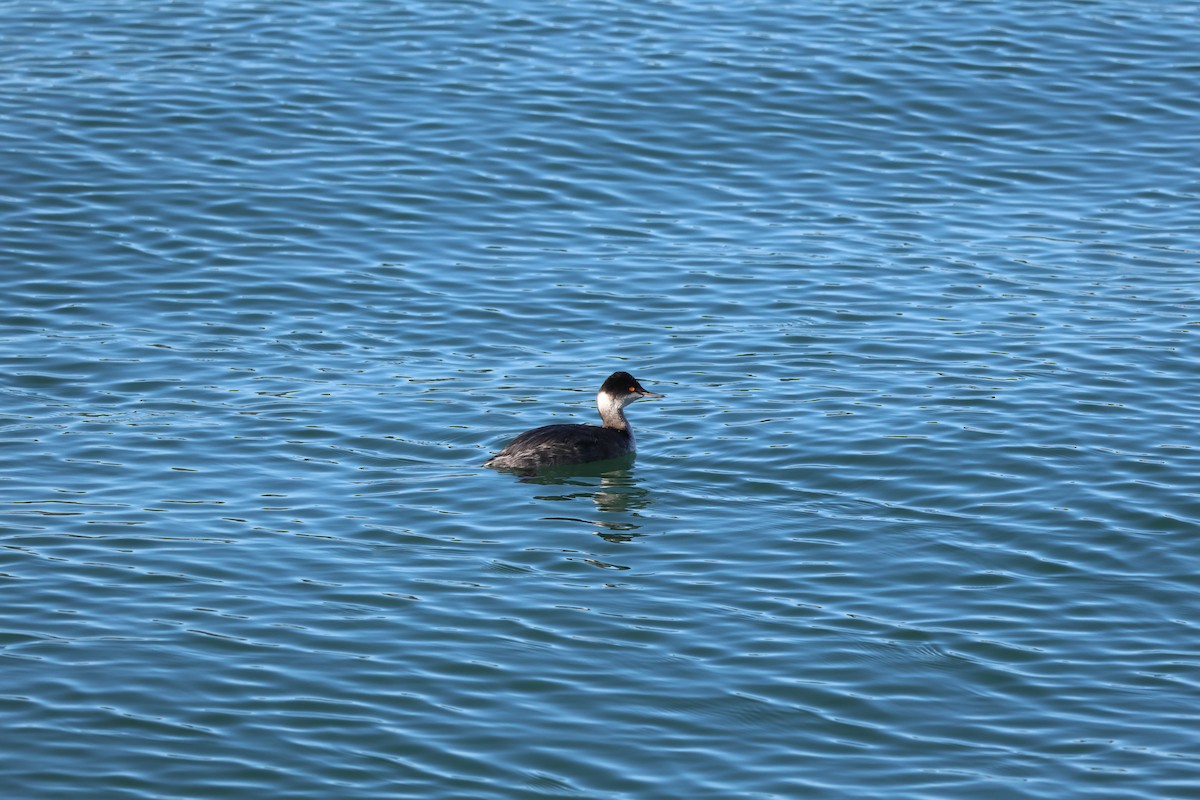 Eared Grebe - ML638979797