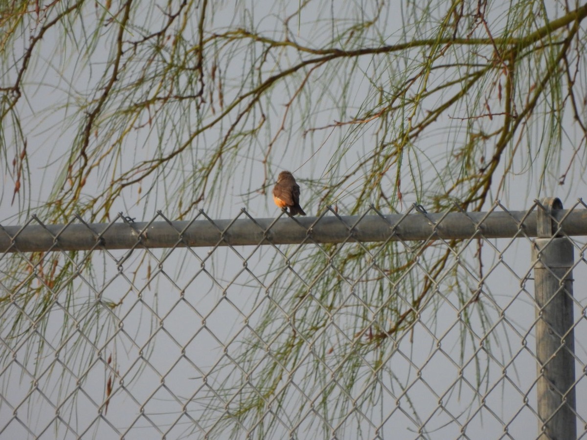 Vermilion Flycatcher - ML638979798
