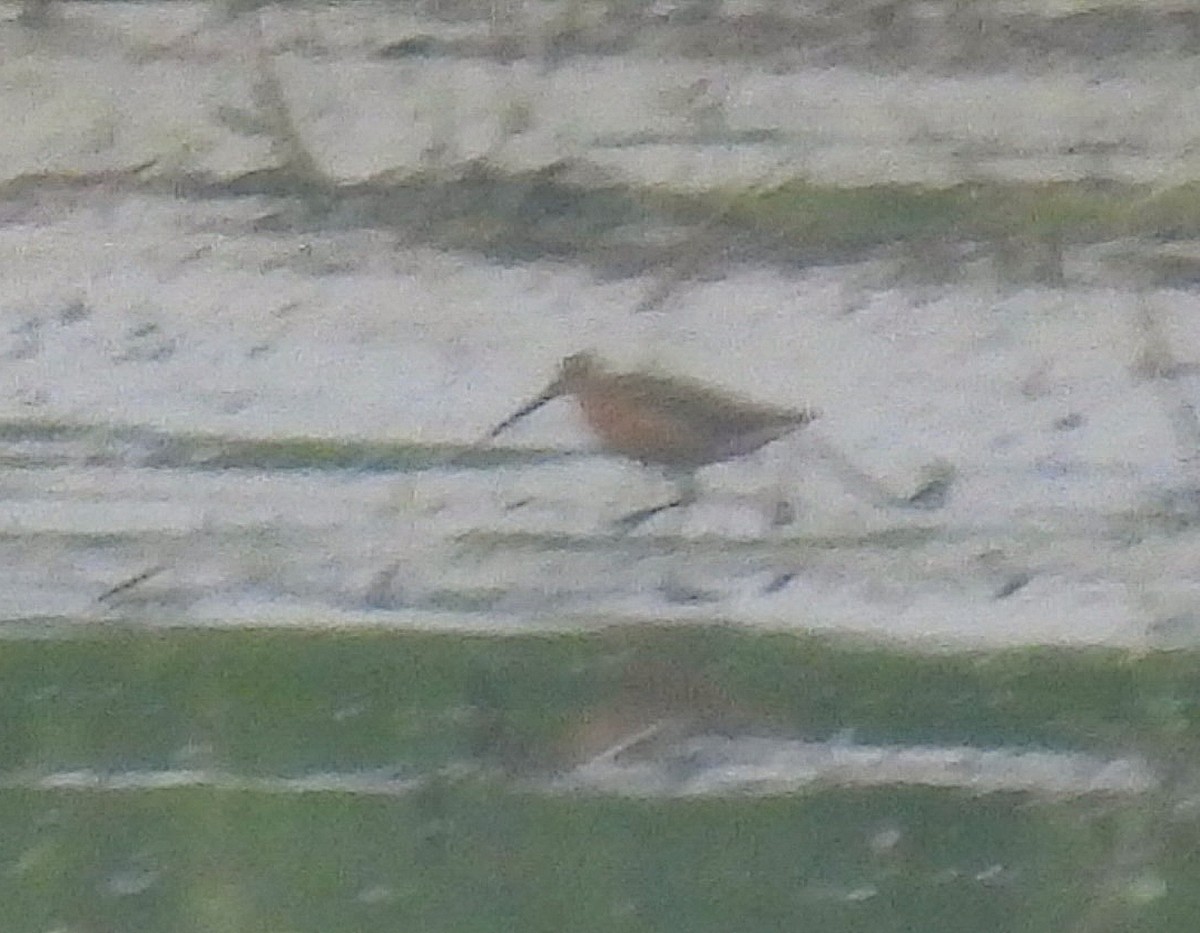 Short-billed Dowitcher - ML638979801