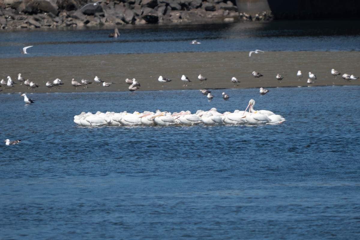 American White Pelican - ML638979805