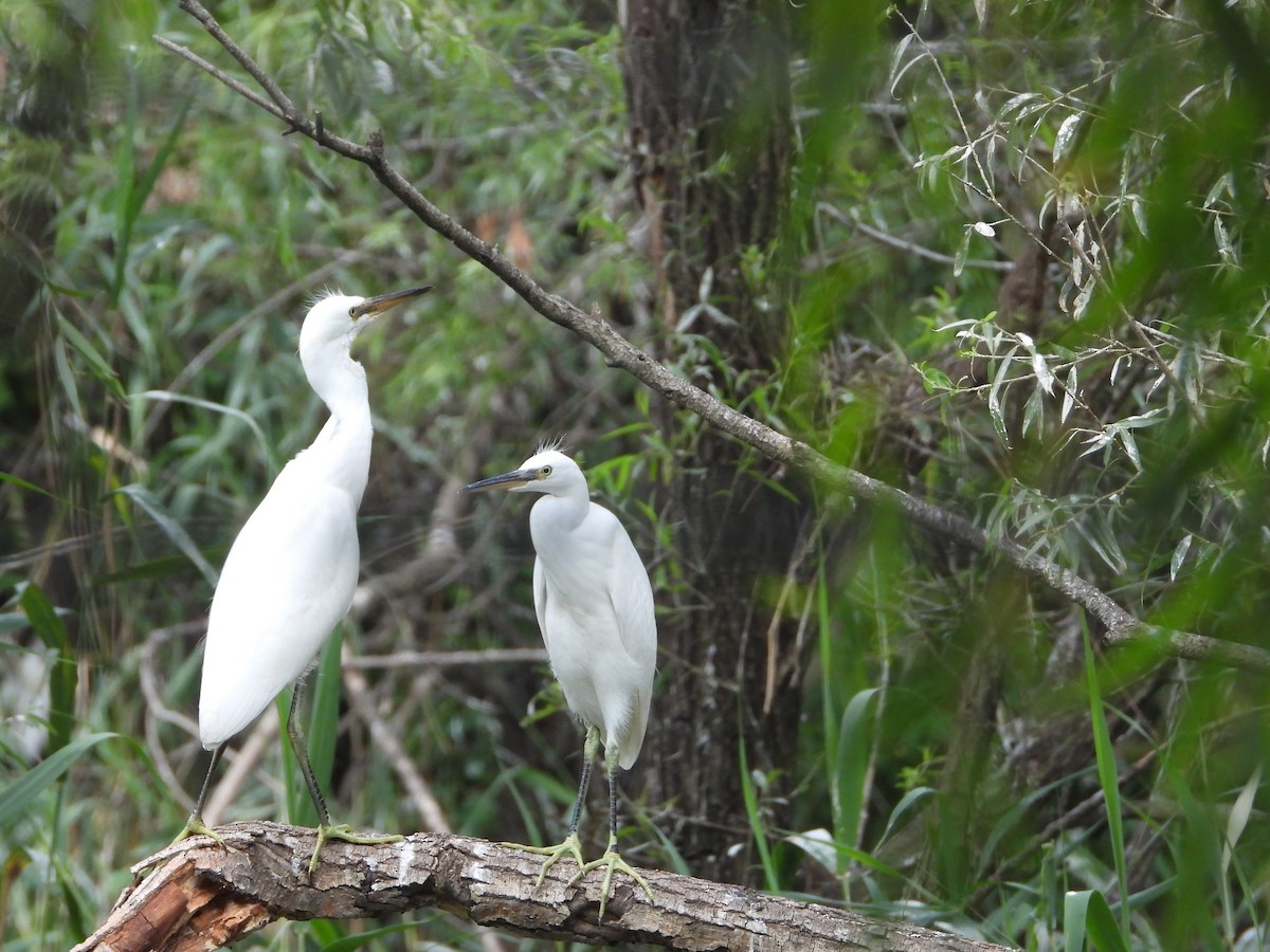 Little Egret - ML638979806