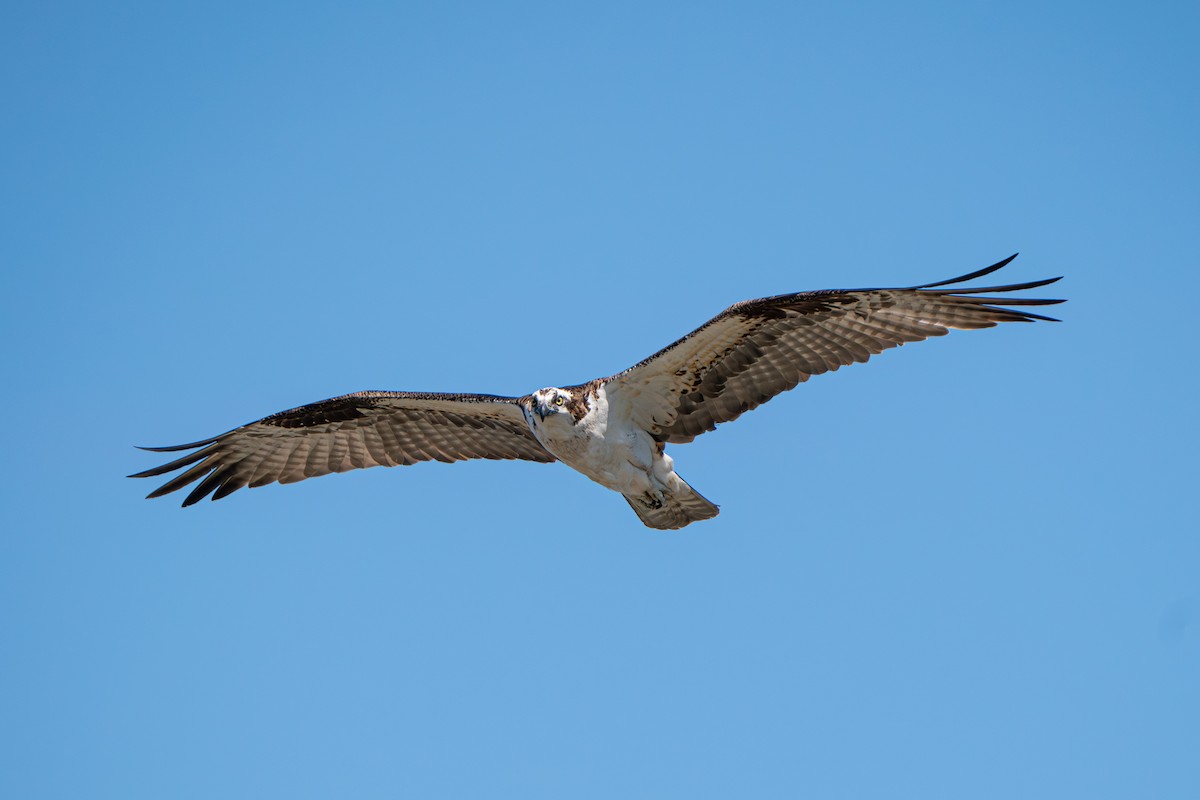 Osprey - ML638979808