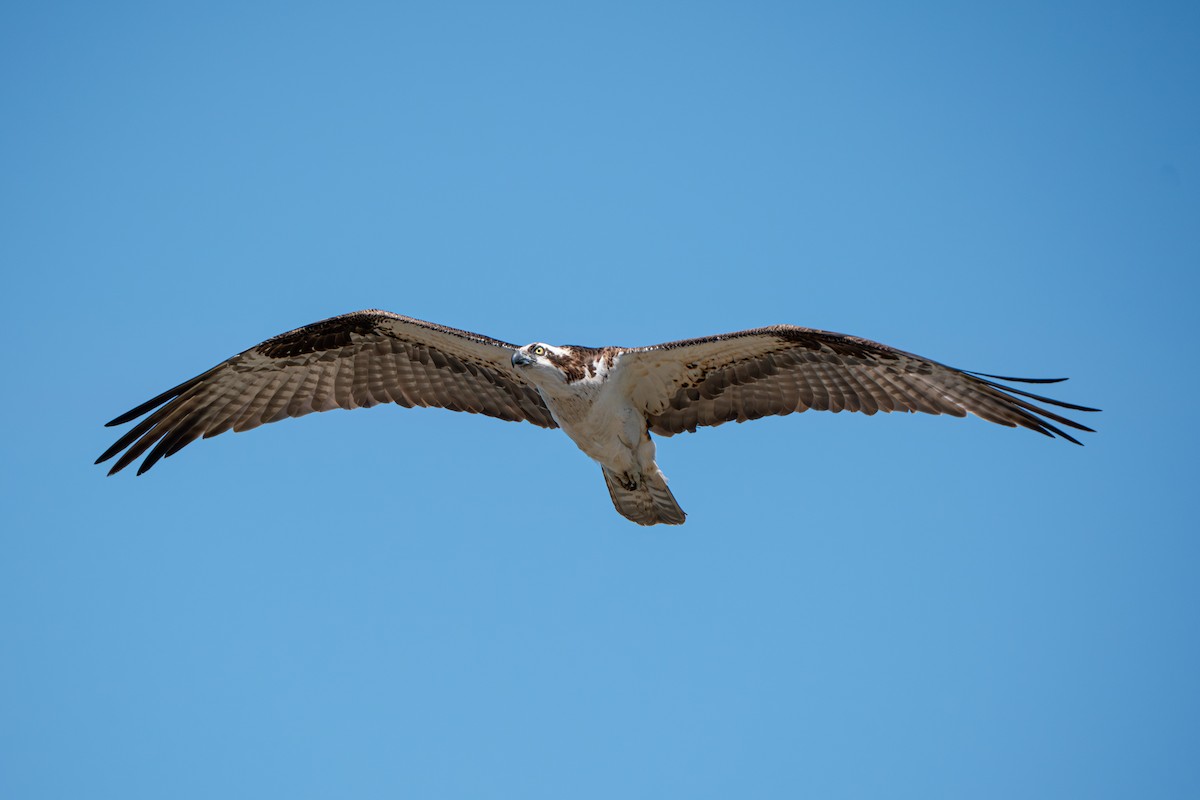 Osprey - ML638979809