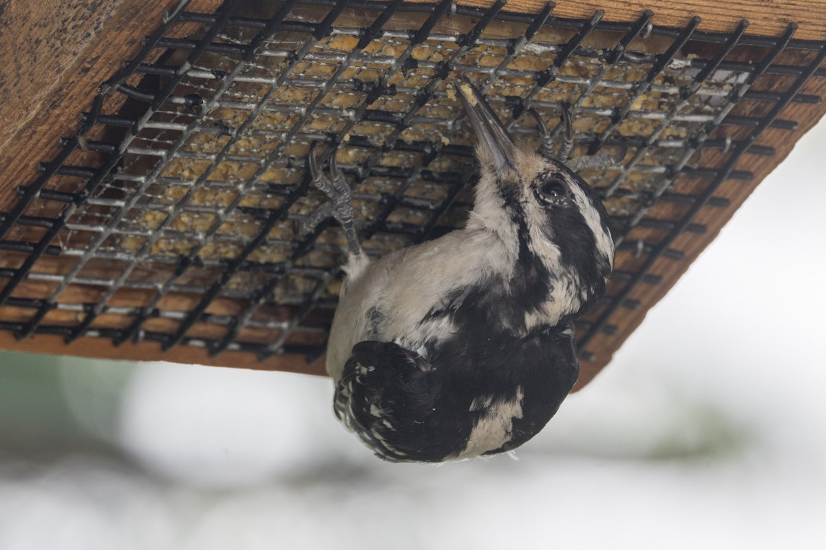 Hairy Woodpecker - ML638979811