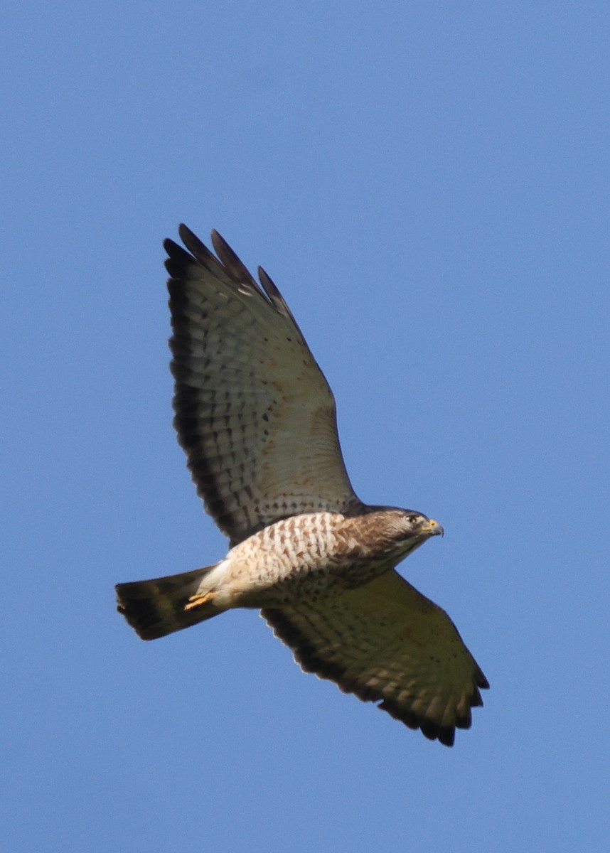 Broad-winged Hawk - ML638979812