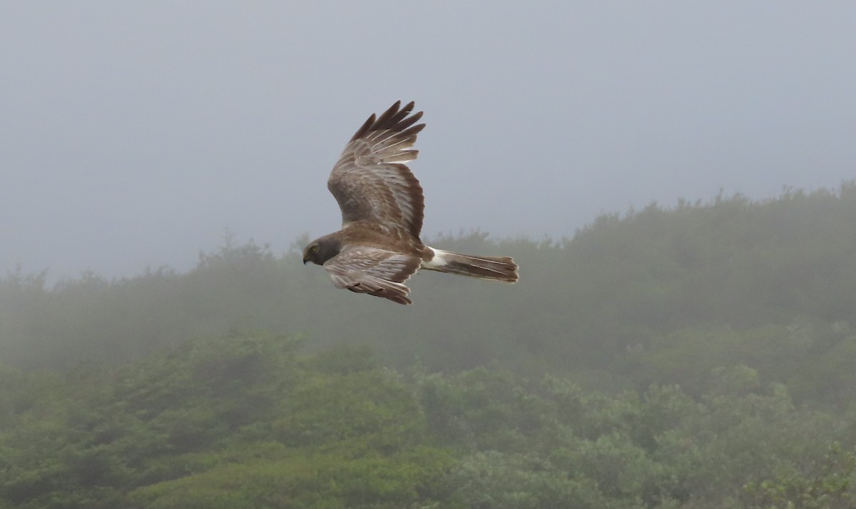 Northern Harrier - ML638979813