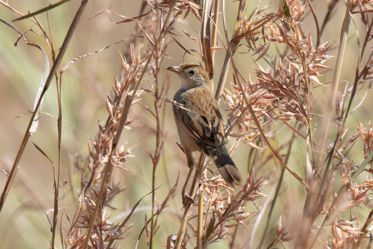 Croaking Cisticola - ML638979814
