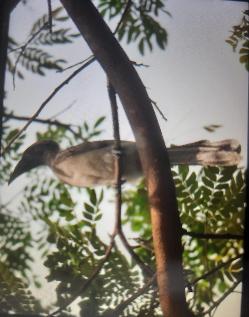 Indian Gray Hornbill - ML638979815