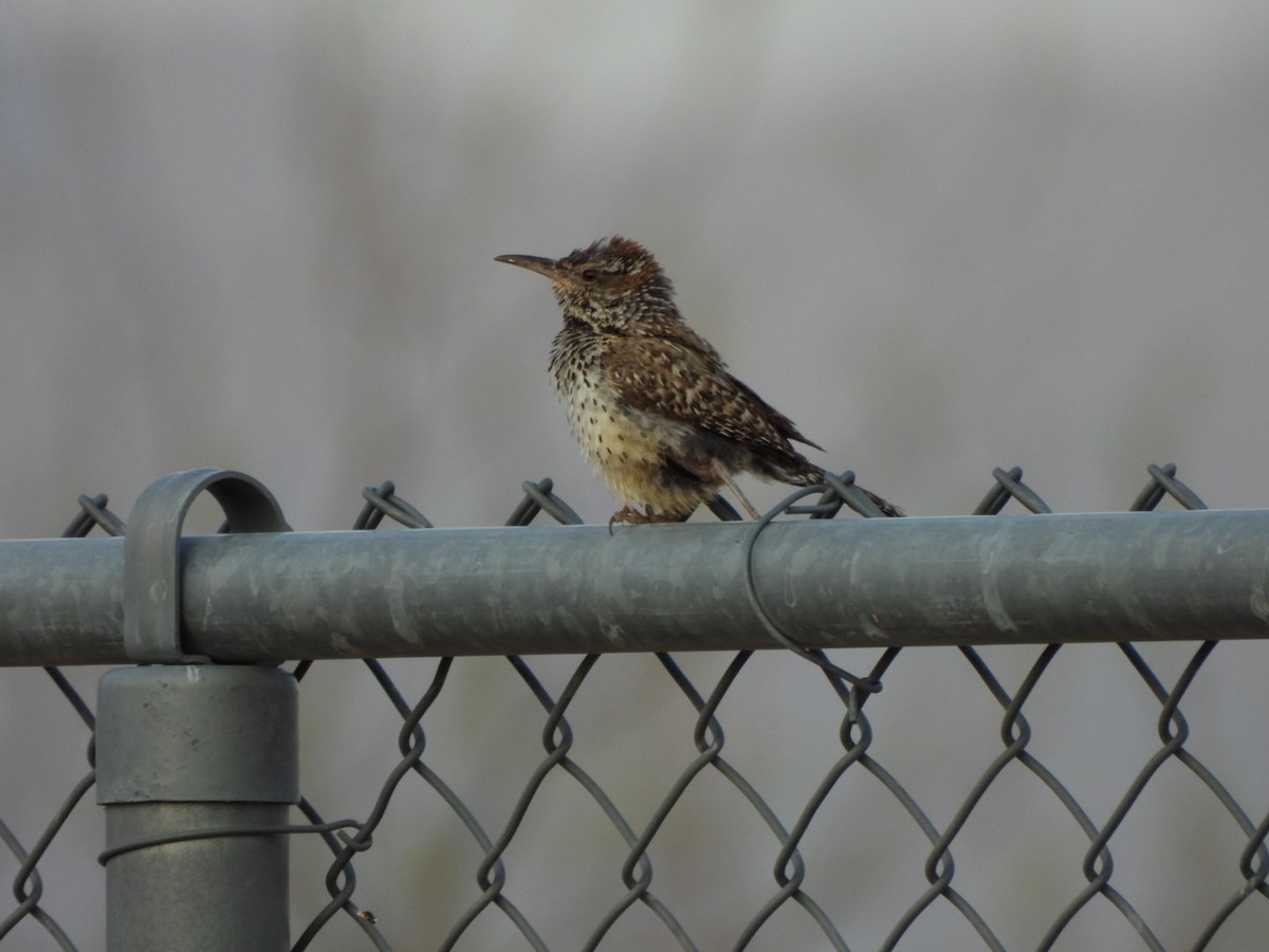 Cactus Wren - ML638979816