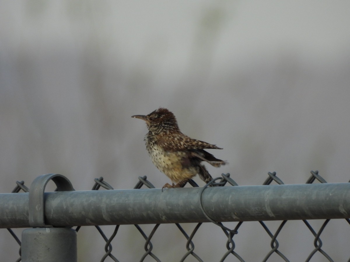 Cactus Wren - ML638979819