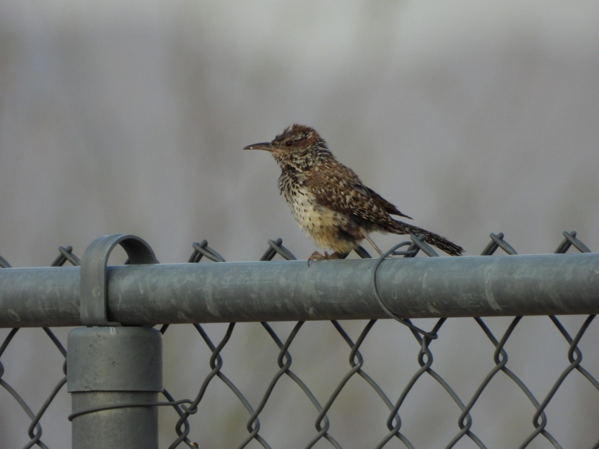 Cactus Wren - ML638979820