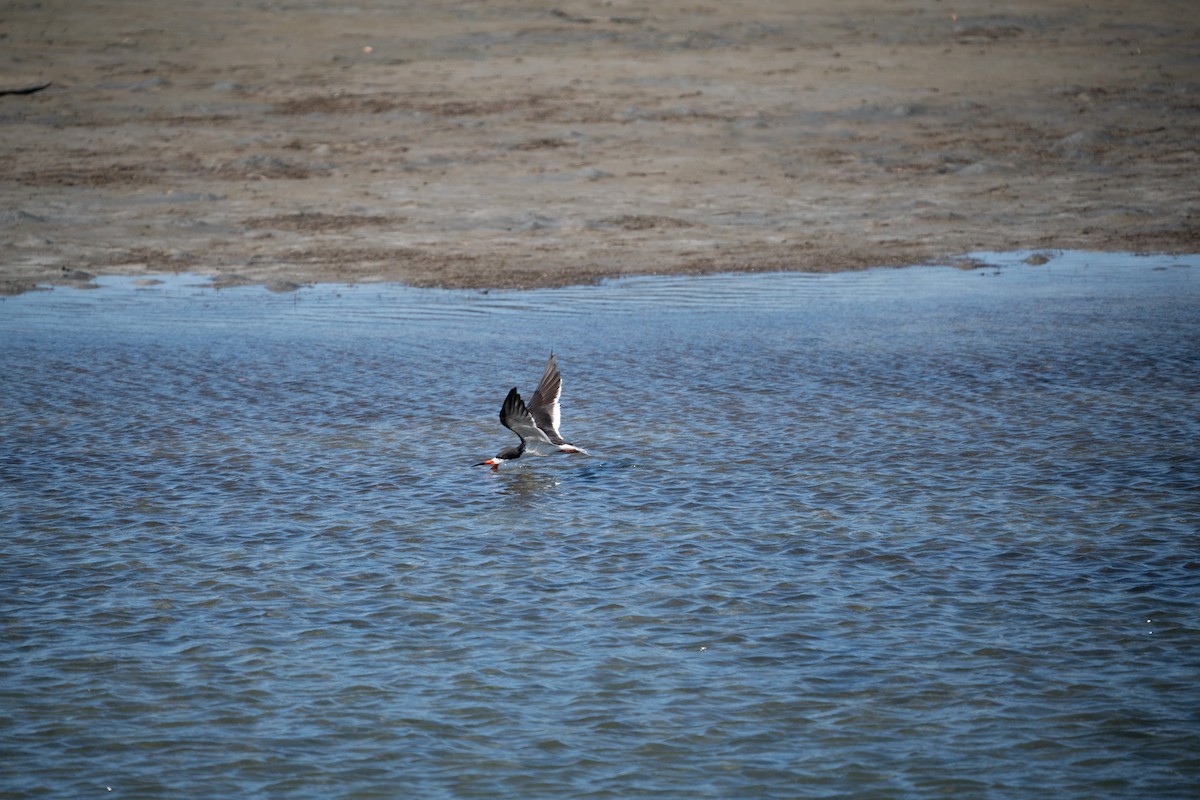Black Skimmer - ML638979827