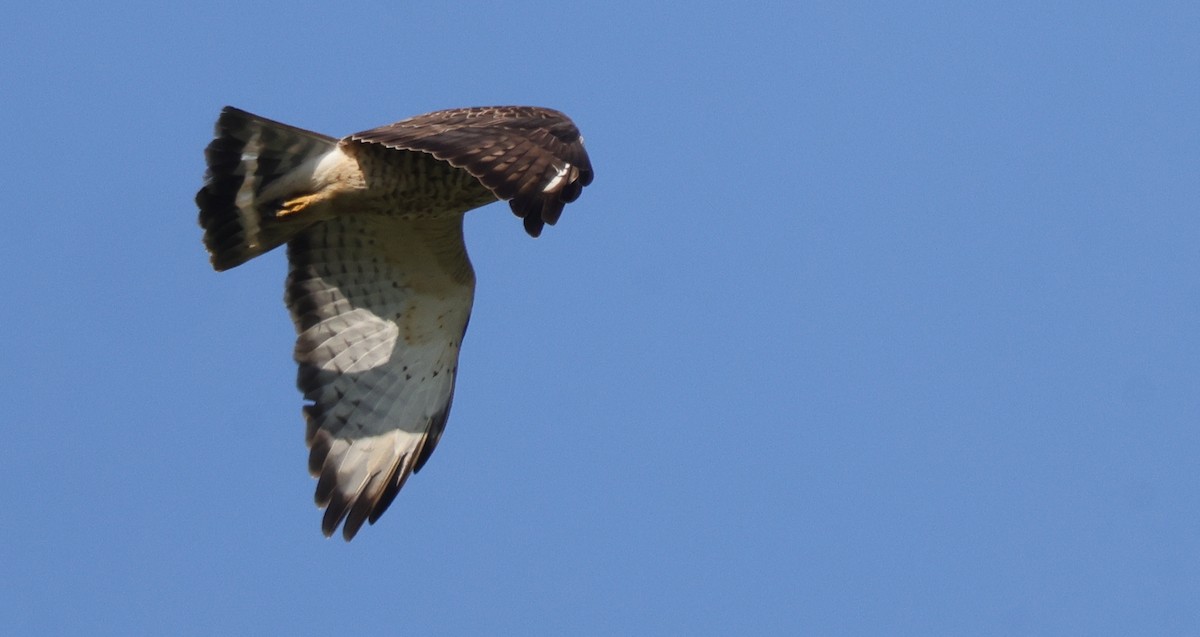 Broad-winged Hawk - ML638979830