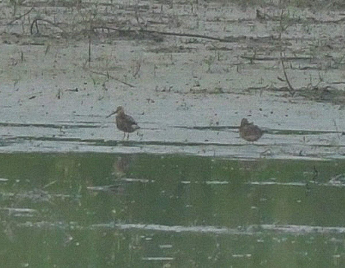 Short-billed Dowitcher - ML638979833