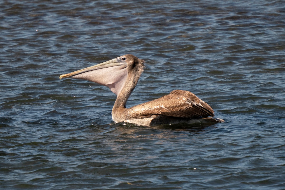 Brown Pelican - ML638979837