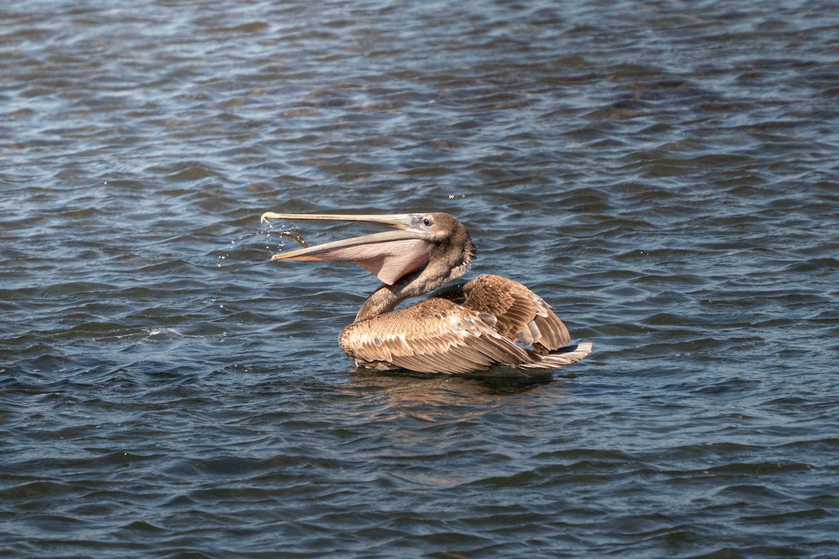 Brown Pelican - ML638979838