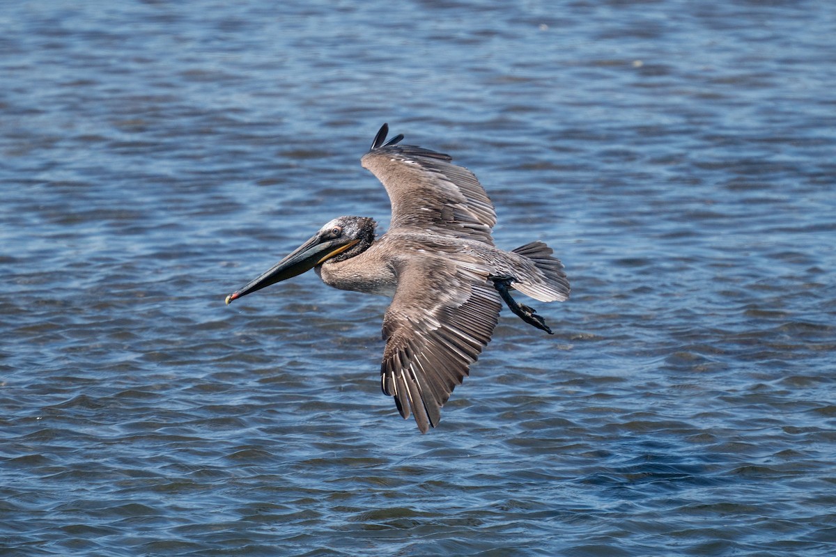Brown Pelican - ML638979839