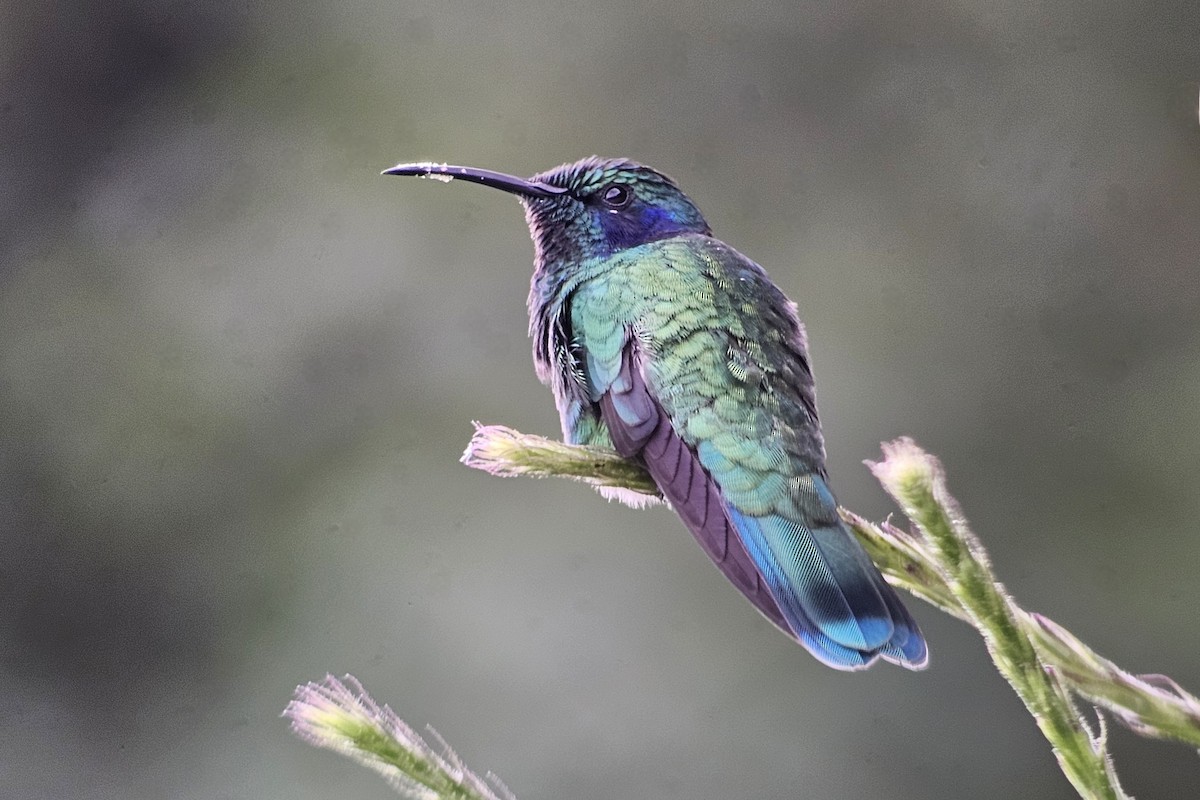 Berg-Veilchenohrkolibri - ML638979840