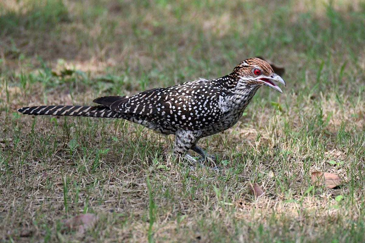 Asian Koel - ML638979850