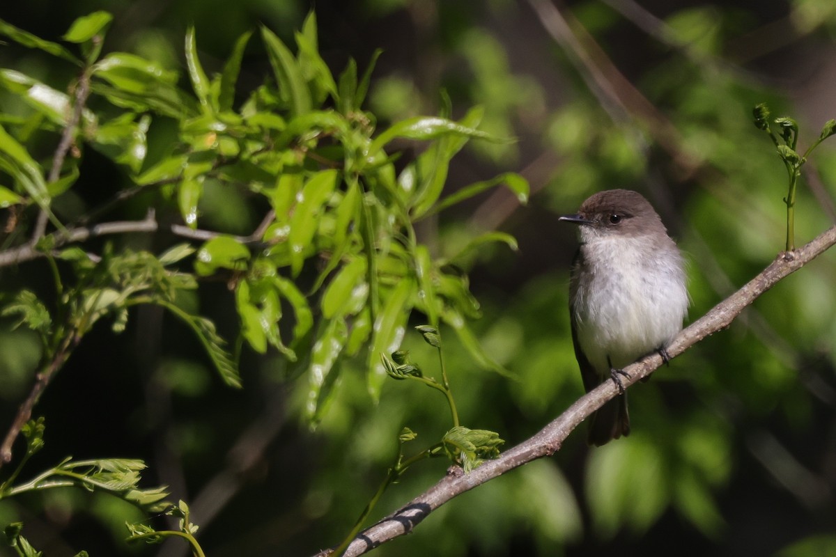Eastern Phoebe - ML638979851